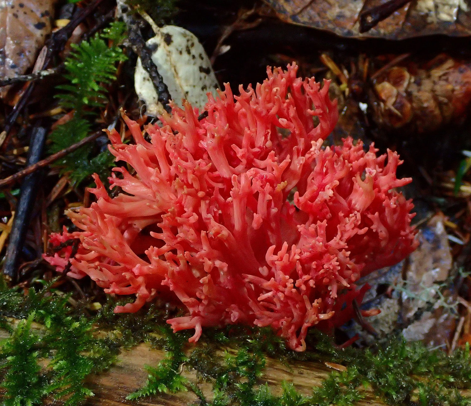 A red coral plant