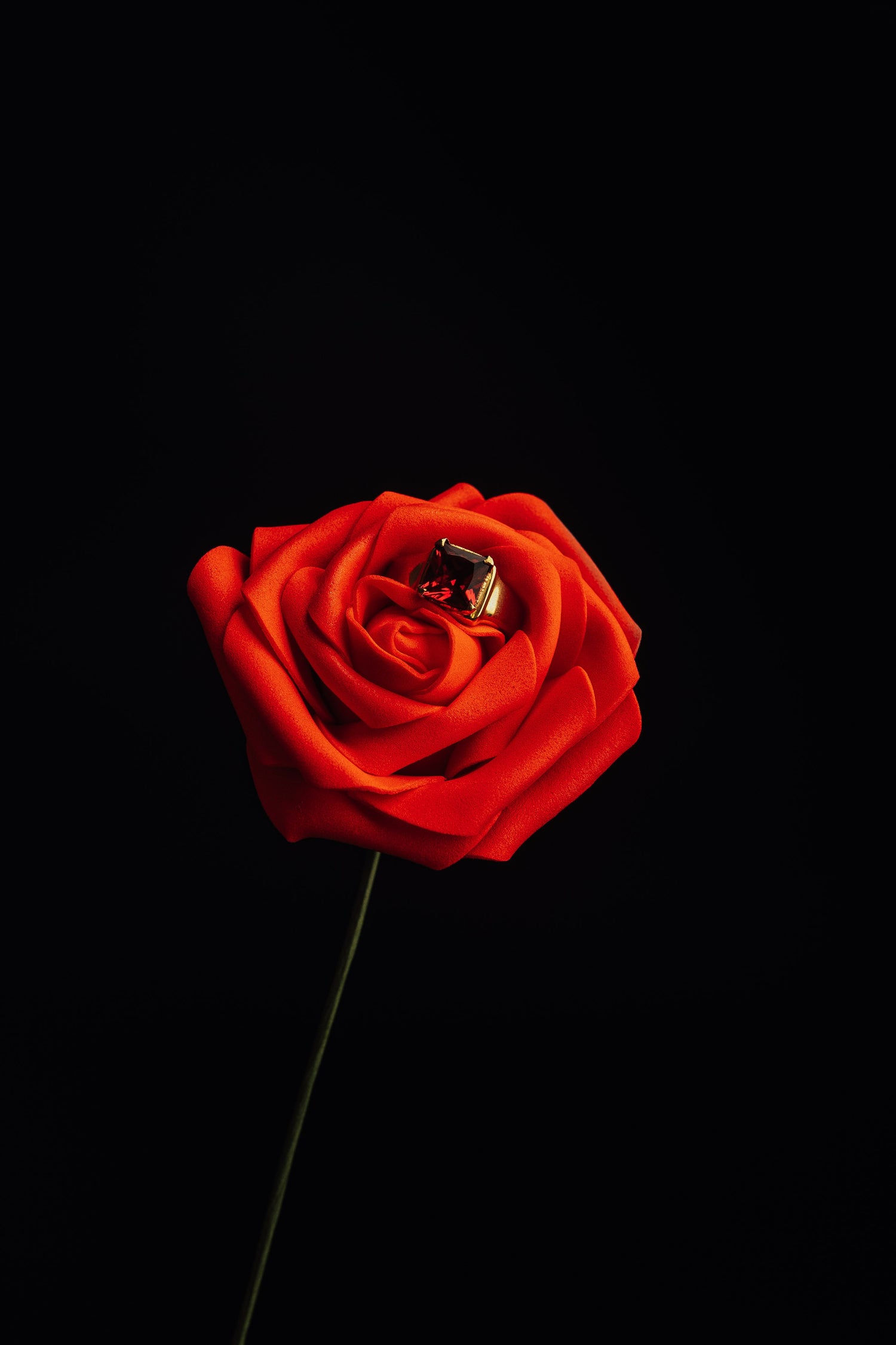 A Ruby ring on a Rose