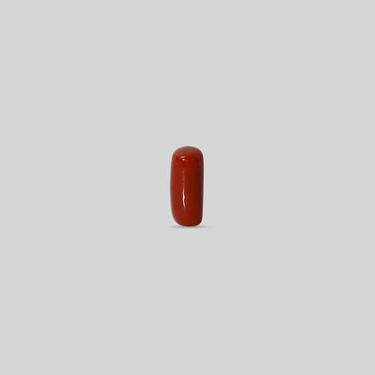 Italian Red Coral - 11.01 Carats