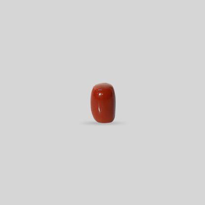 Italian Red Coral - 15.03 Carats